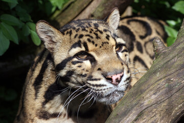 Fototapeta na wymiar Close up portrait of a Clouded Leopard, England UK 
