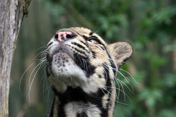Clouded Leopard looking upwards, England UK