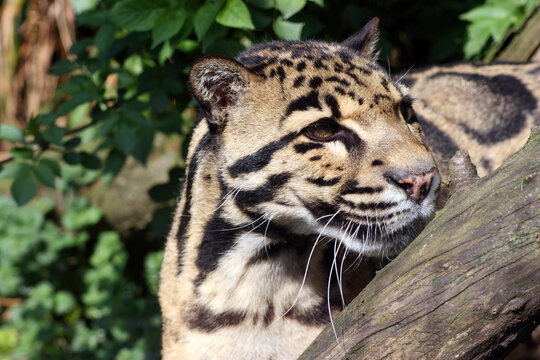 Close up profile of a Clouded Leopard, England UK
