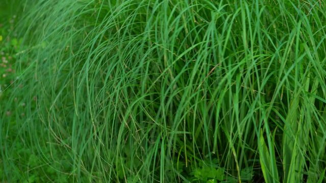 Long grass flutters in the wind. Tall grass in the field. Natural green background.