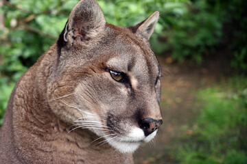 Mountain Lion with head tilted, England UK

