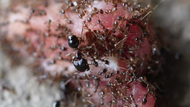 Black ants drag food back to the nest.