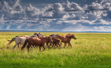 horses on the field