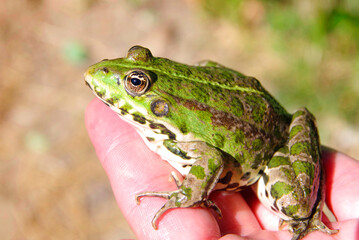 A large green toad sits on the palm.