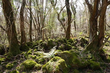 mossy rocks and bare trees in early spring