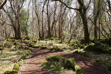 early spring forest in the refreshing sunlight
