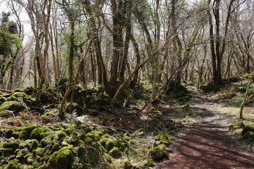 fine pathway through old wild forest