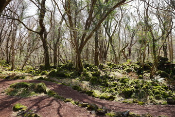 Fototapeta premium mossy rocks and pathway in deep forest