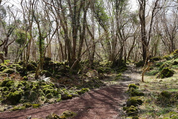early spring forest in the refreshing sunlight