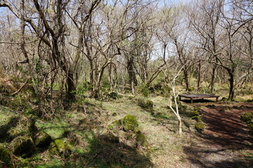 old trees and vines in sunny spring forest