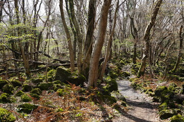 fine pathway through old wild forest