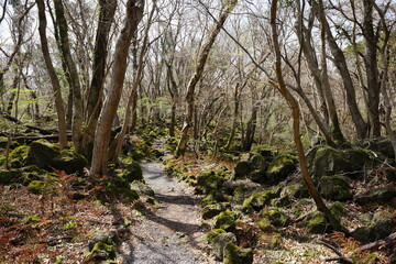 early spring forest in the refreshing sunlight