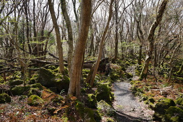 early spring forest in the refreshing sunlight