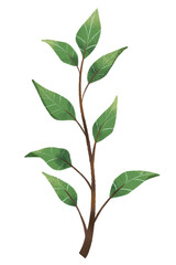 green leaf isolated on white background