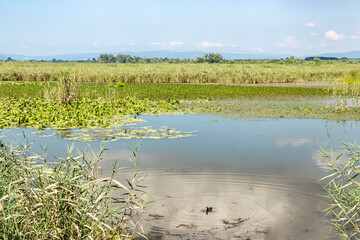 Duzce, Turkey- Ausugust 2022; A pleasant trip to Efteni lake. Efteni lake is quite a visit to the stream. 