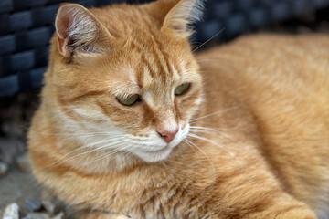 Fototapeta na wymiar portrait d'un chat roux en gros plan