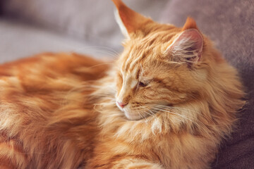 A beautiful large and very fluffy red cat of the Maine breed lies on the couch
