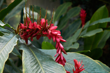 Alpinia purpurowa