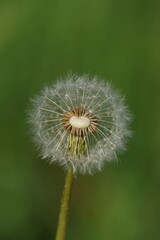 Macro close up of a dandelion seed head in the wild