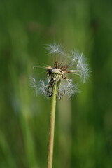 Dandelion seed head, close up