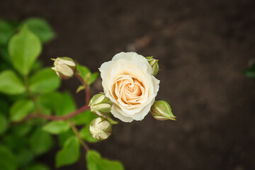Fototapeta premium Closeup view of beautiful blooming rose bush outdoors