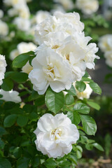 Obraz na płótnie Canvas Bush with beautiful white roses outdoors on sunny day, closeup