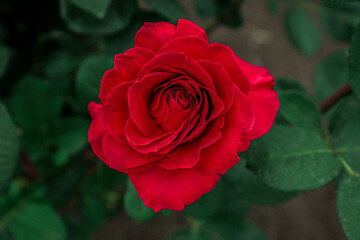 Closeup view of beautiful blooming rose bush outdoors