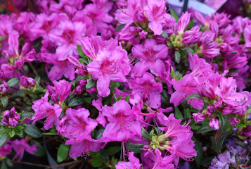 Obraz premium Beautiful blooming pink azalea flowers in garden