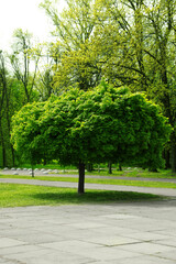 Fototapeta na wymiar Tree with green leaves in park on sunny day