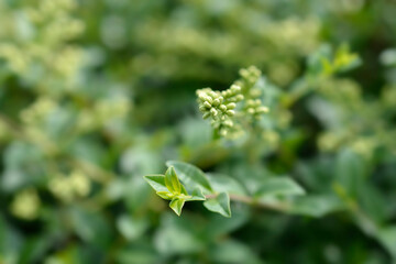 Delavay privet