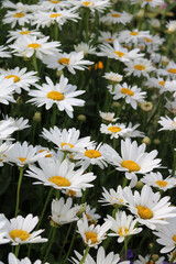 Beautiful English daisies with white petals and dark yellow stamens