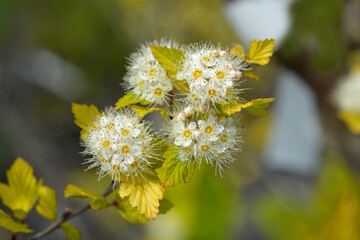 Ninebark Luteus