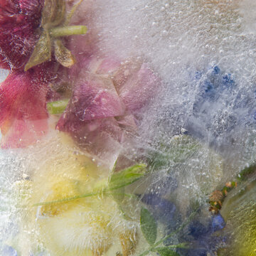 abstract arrangement of colored flowers frozen in ice water