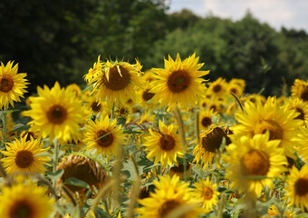 Obraz premium Yellow Sunflowers growing in a field. Natural sunflower background.