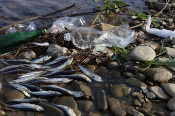 Fototapeta premium Dead fishes and trash near river. Environmental pollution concept