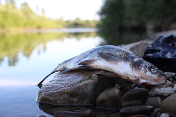 Dead fish on stone near river. Environmental pollution concept