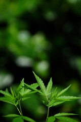 Fototapeta na wymiar Photos of marijuana for medicinal purposes or others