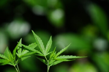 Photos of marijuana for medicinal purposes or others