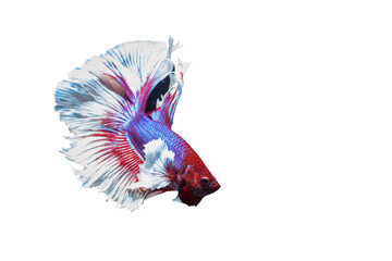 beautiful siamese fighting fish