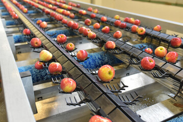 transport of freshly harvested apples in a food factory for sale