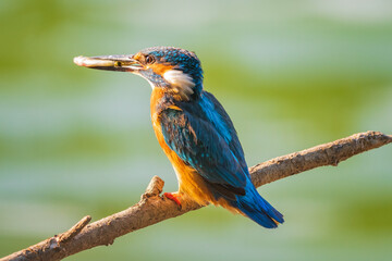 The common kingfisher (Alcedo atthis), also known as the Eurasian kingfisher and river kingfisher, is a small kingfisher.