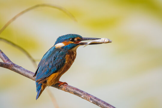 The common kingfisher (Alcedo atthis), also known as the Eurasian kingfisher and river kingfisher, is a small kingfisher.