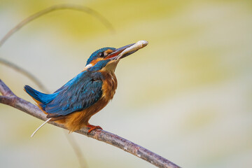 The common kingfisher (Alcedo atthis), also known as the Eurasian kingfisher and river kingfisher, is a small kingfisher.