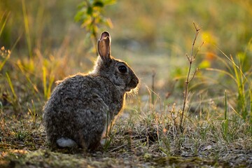 Ein wilder Hase auf einem Damm auf Rügen an der Ostsee