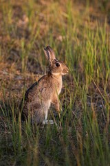 Ein wilder Hase auf einem Damm auf Rügen an der Ostsee