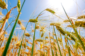 Golden barley field. Close up of barley grains and stalks. Barley field in the sun with blue sky.