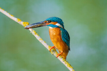 The common kingfisher (Alcedo atthis), also known as the Eurasian kingfisher and river kingfisher, is a small kingfisher.