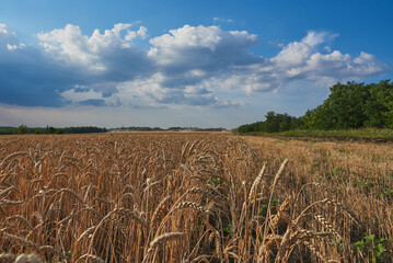 Wide fields of ripe golden wheat against the sky. Selective focus.