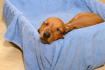 A puppy of a hunting breed of a dachshund sleeps sweetly with a sound sleep with his head on the...