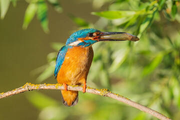 The common kingfisher (Alcedo atthis), also known as the Eurasian kingfisher and river kingfisher, is a small kingfisher.